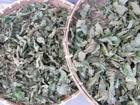 山桑茶乾燥中