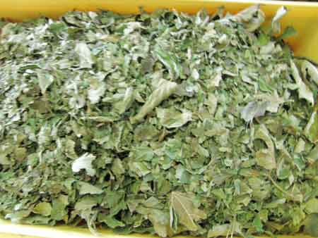 山桑茶完成