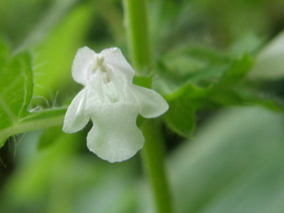 lemonbalm01.jpg