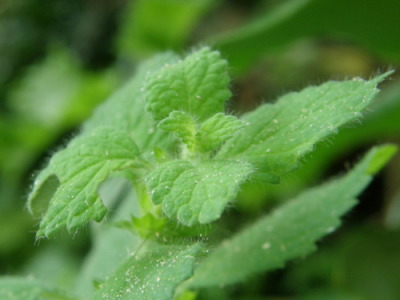 lemonbalm02.jpg