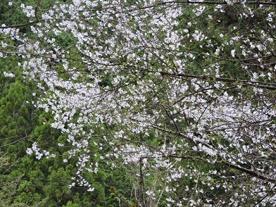 富士桜1