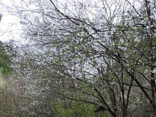 富士桜