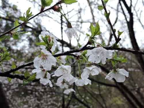 富士桜