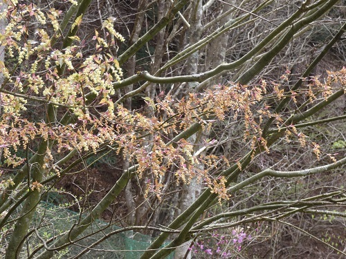 芽出し1