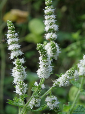 mint01a.jpg