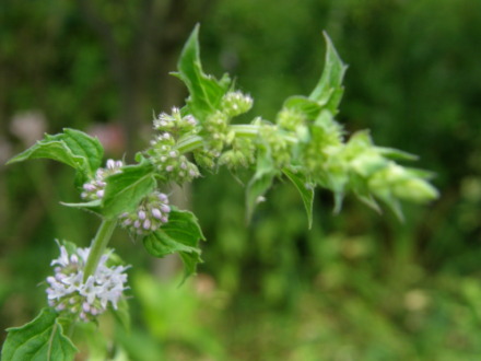 mint02a.jpg