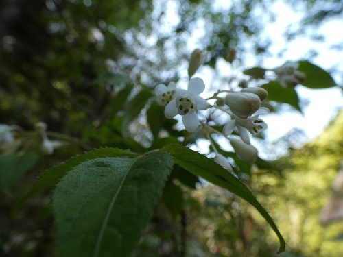 花山椒鍋は最高 山菜の今 のせがわ 野迫川 で田舎暮らし