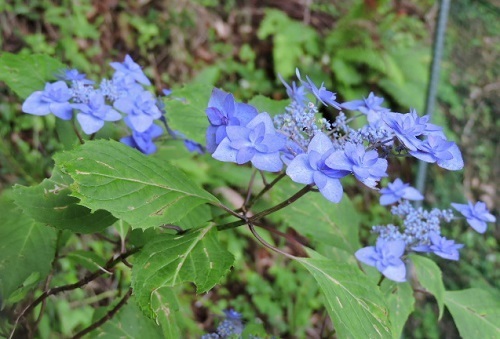深山八重紫