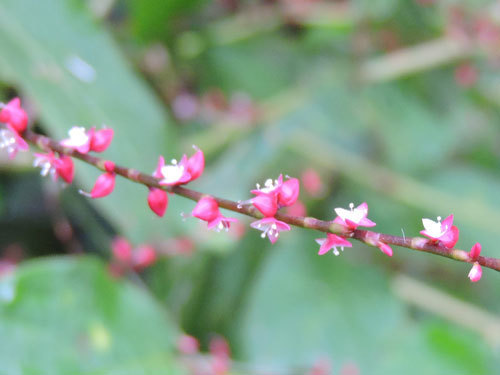 ミズヒキ紅花