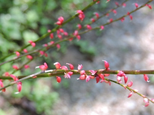 ミズヒキ赤花