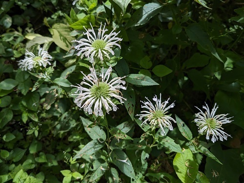 モナルダ白花