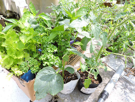 野菜苗1