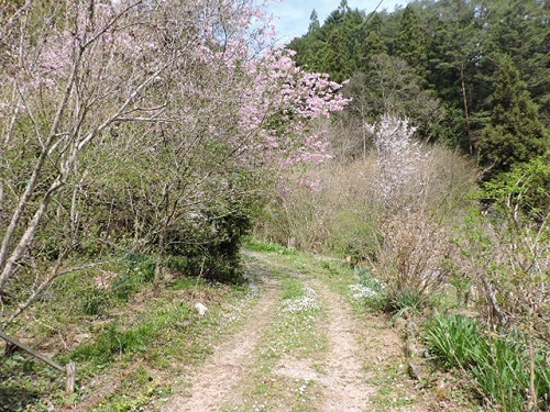 思川桜1
