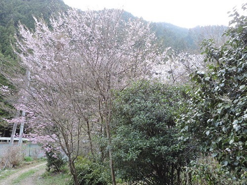 桜たち
