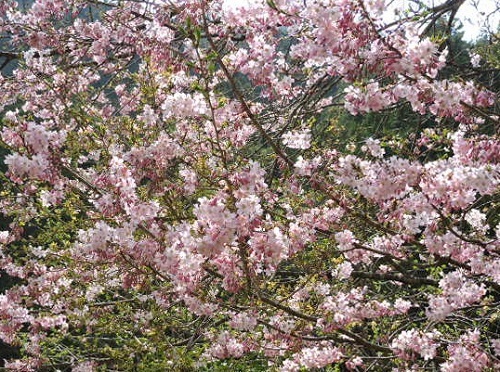 思川桜4