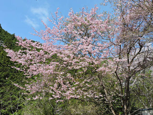 思川桜3