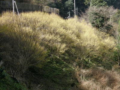 ookubo01.jpg