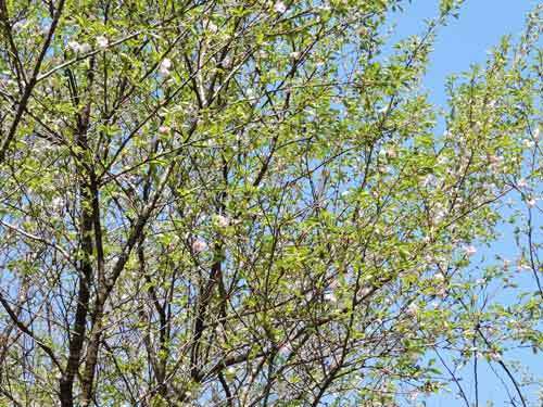 大阪冬桜