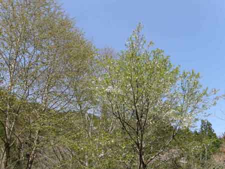 大阪冬桜とカツラ