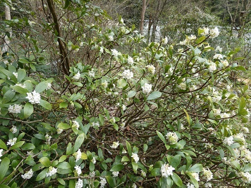 白花沈丁花