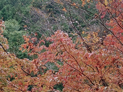 十月桜とヤマボウシ