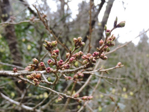 思川桜の今