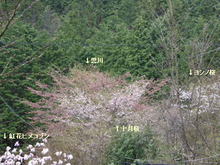 桜