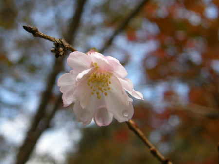 十月桜