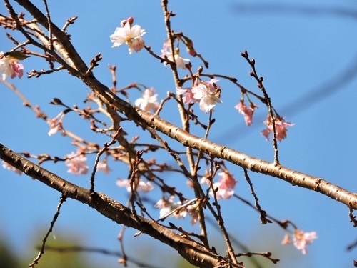 十月桜4