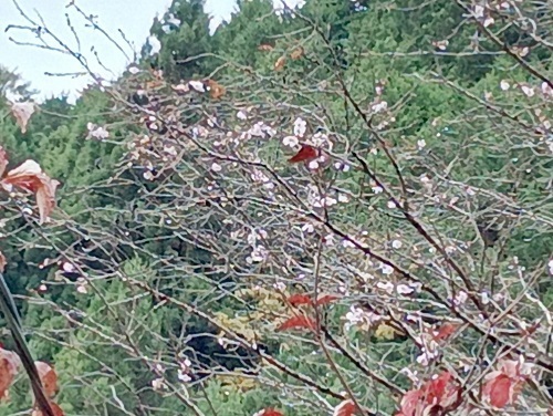 十月桜