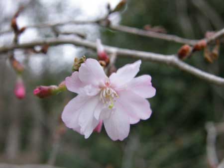 十月桜(2)