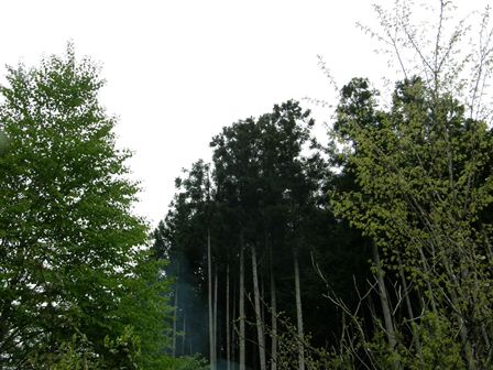 山桜1