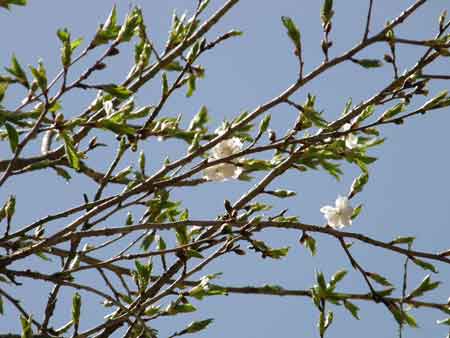 大阪冬桜
