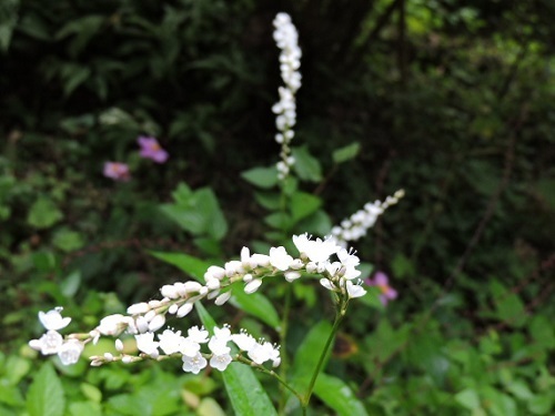 白花サクラタデ1