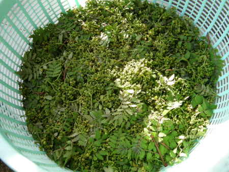 花山椒