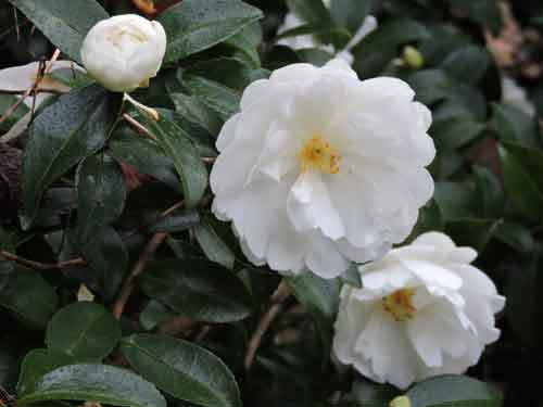 白花サザンカ3