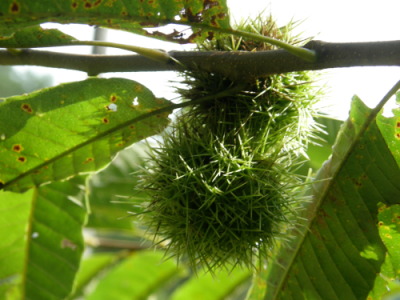 sibaguri01.jpg