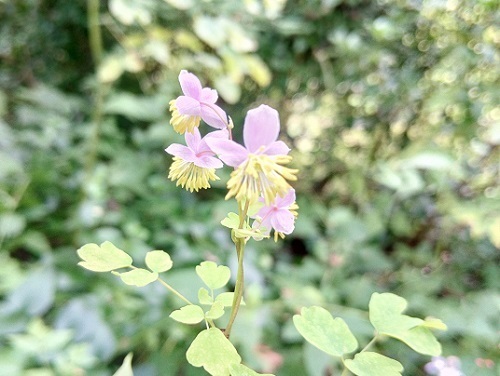 シキンカラマツ