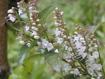 simobasira01.jpg