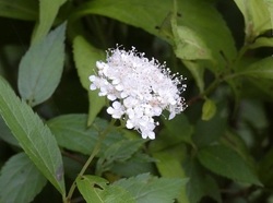 シモツケ白花