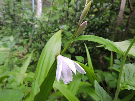 シラン白花1