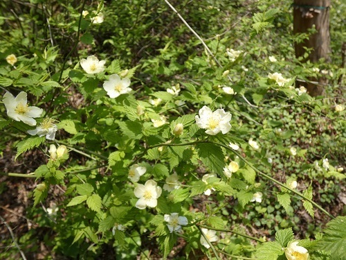 白花ヤマブキ1