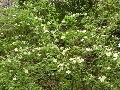 白花ヤマブキ3