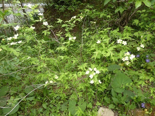白花ヤマブキ4