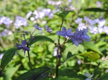 七段花1