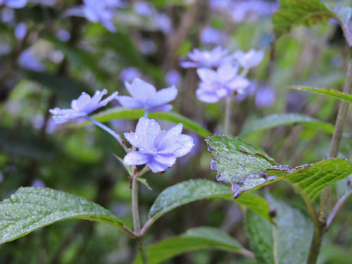 七段花