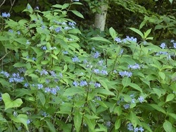 七段花2