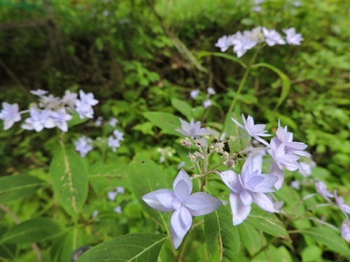 七段花