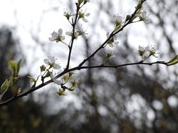 スモモ5