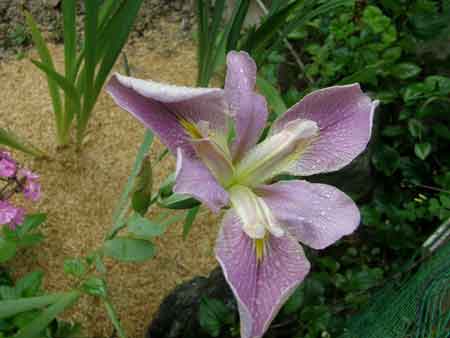 花菖蒲?